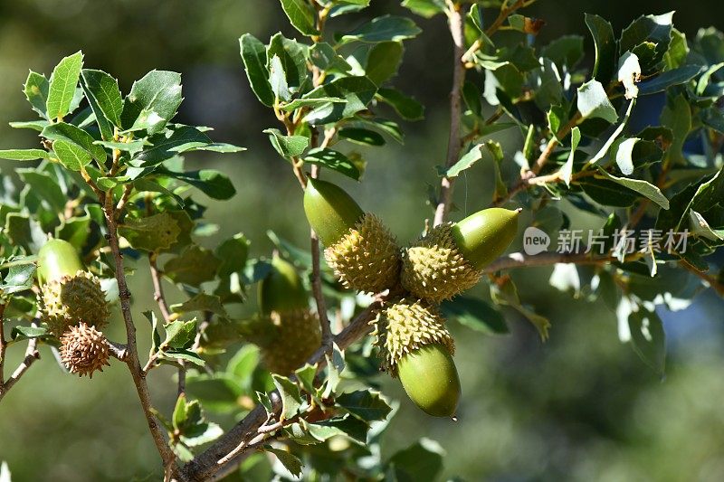 蓝天下的橡子树枝。(Quercus aucheri)